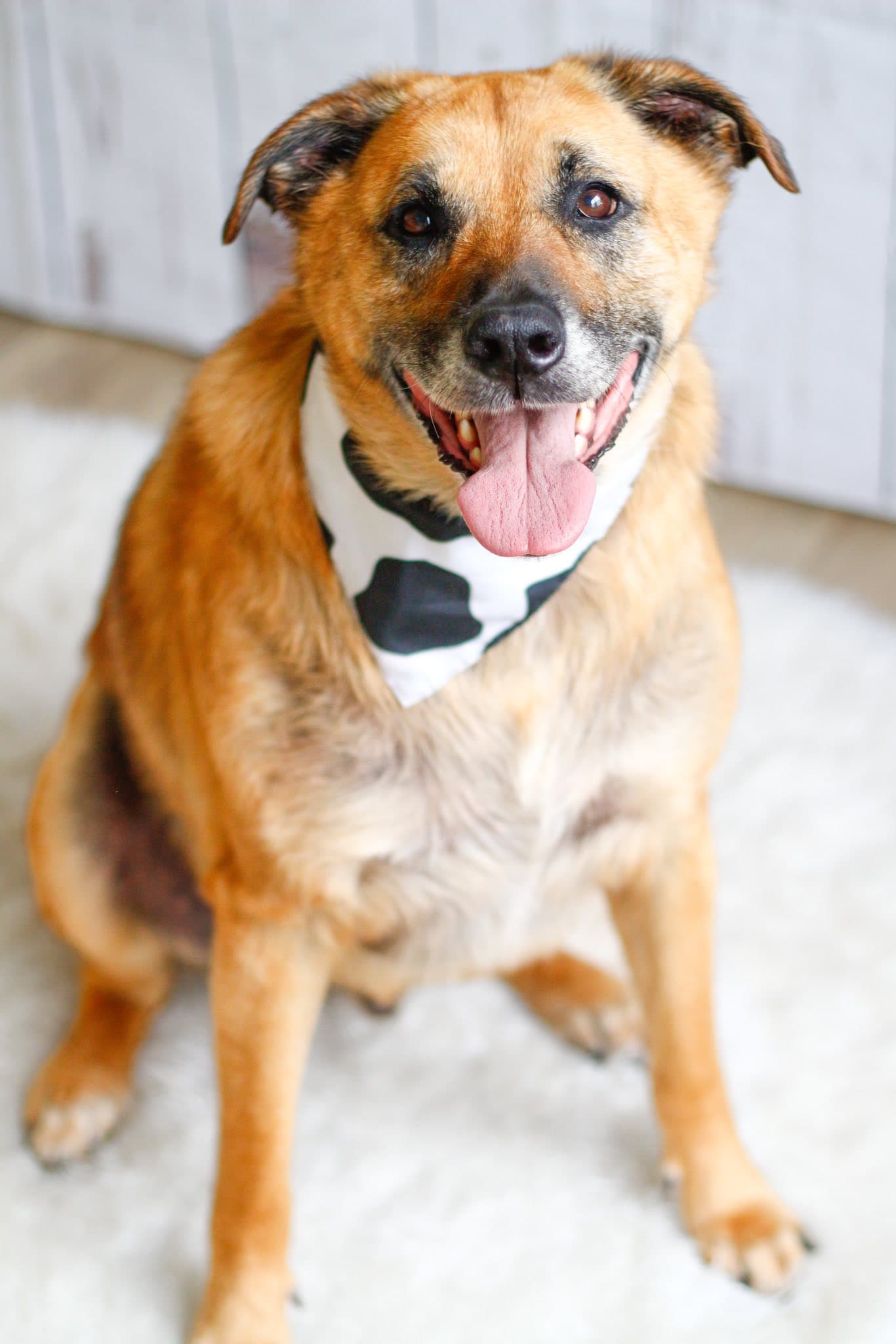 Eddie - Shepherd