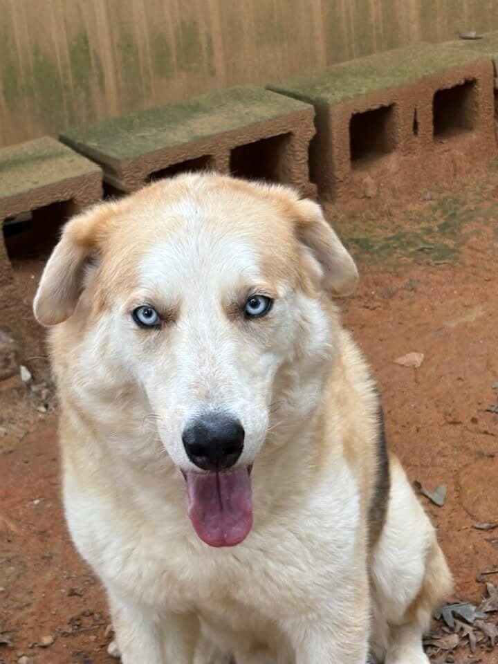 Loki - German Shepherd