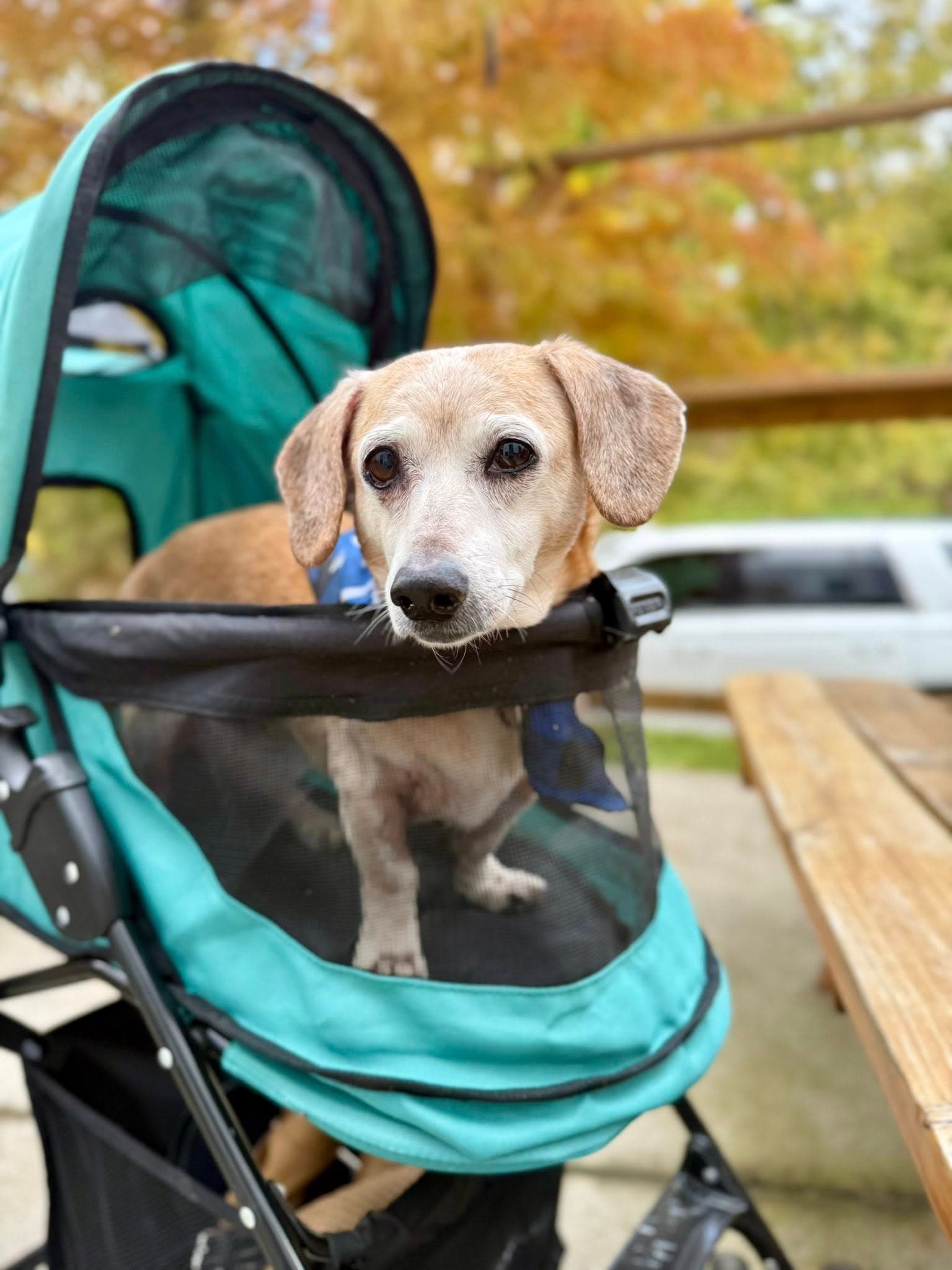 Tucker - Dachshund