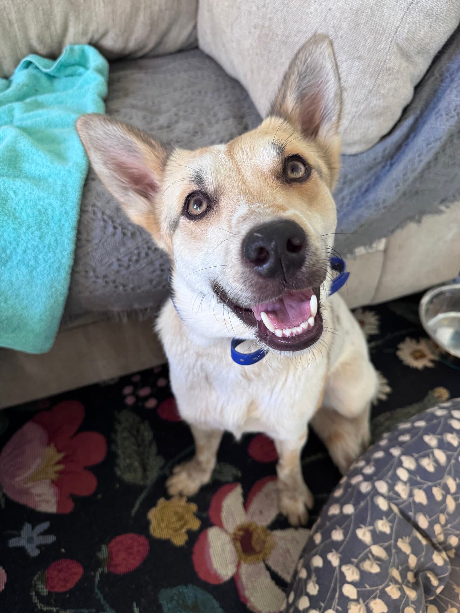 Mollywobbles - Australian Cattle Dog/Blue Heeler