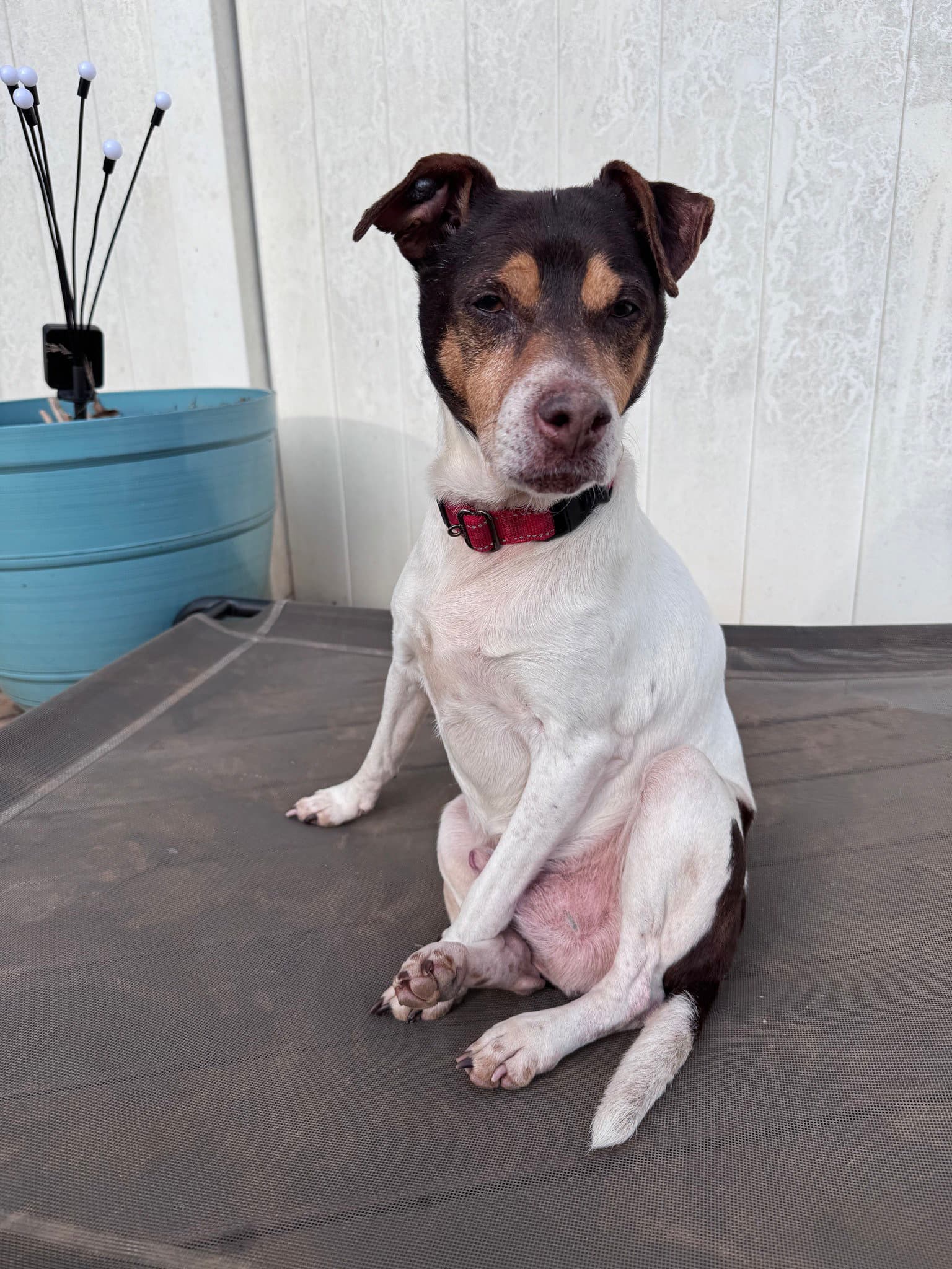 Woodford - Rat Terrier