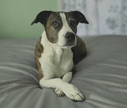 Sheeba image 1