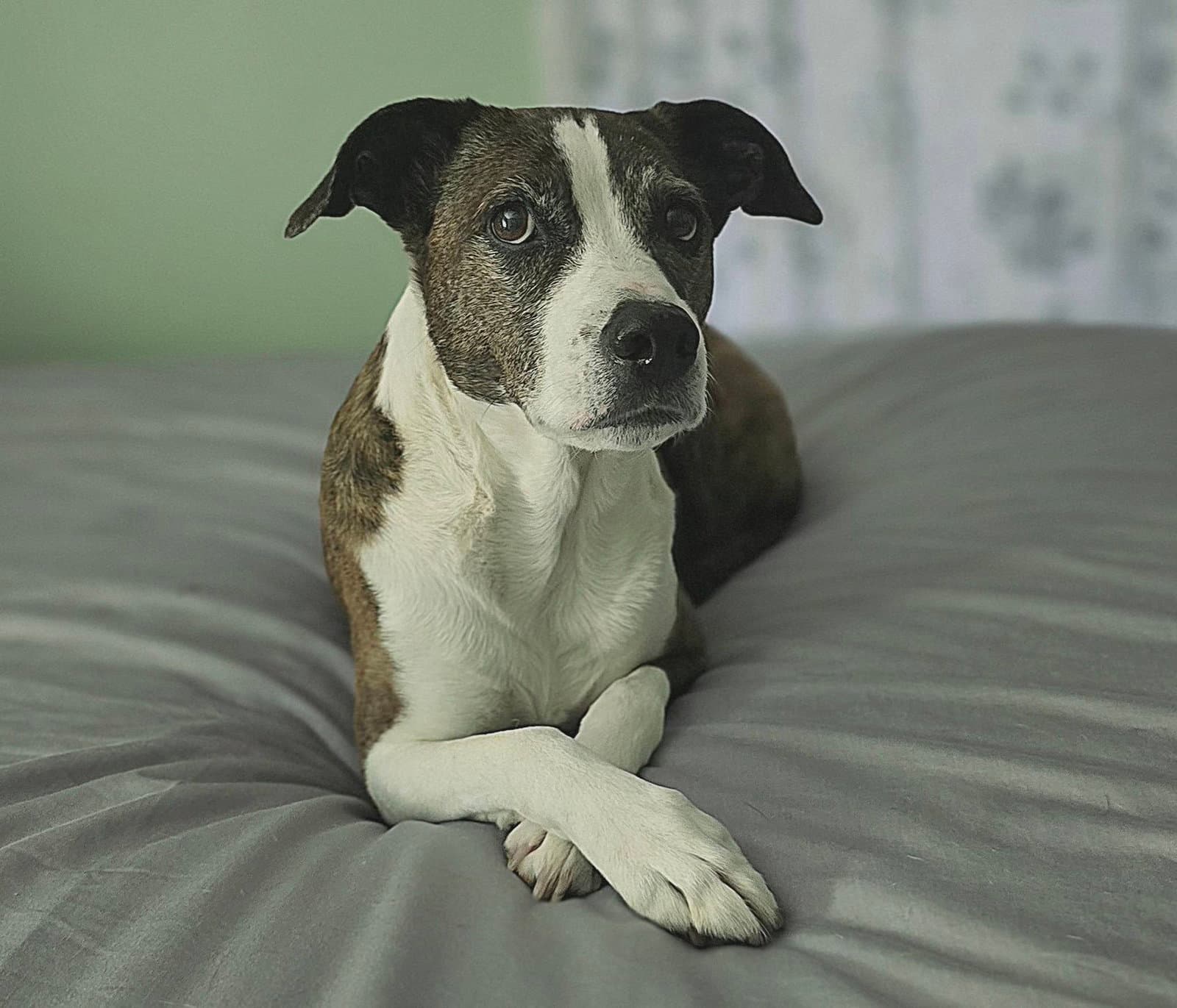 Sheeba - Terrier