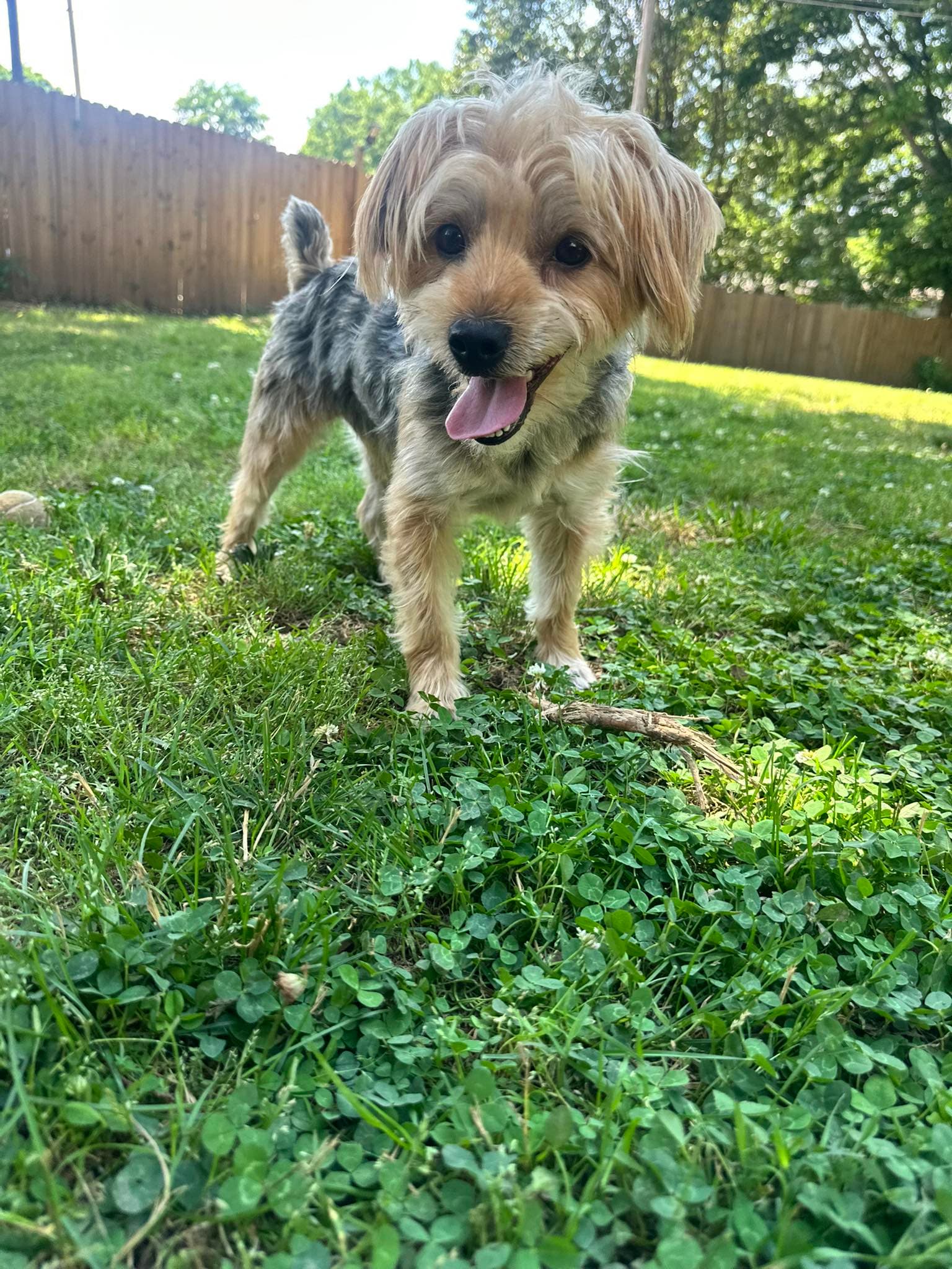 Don Francisco - Silky Terrier
