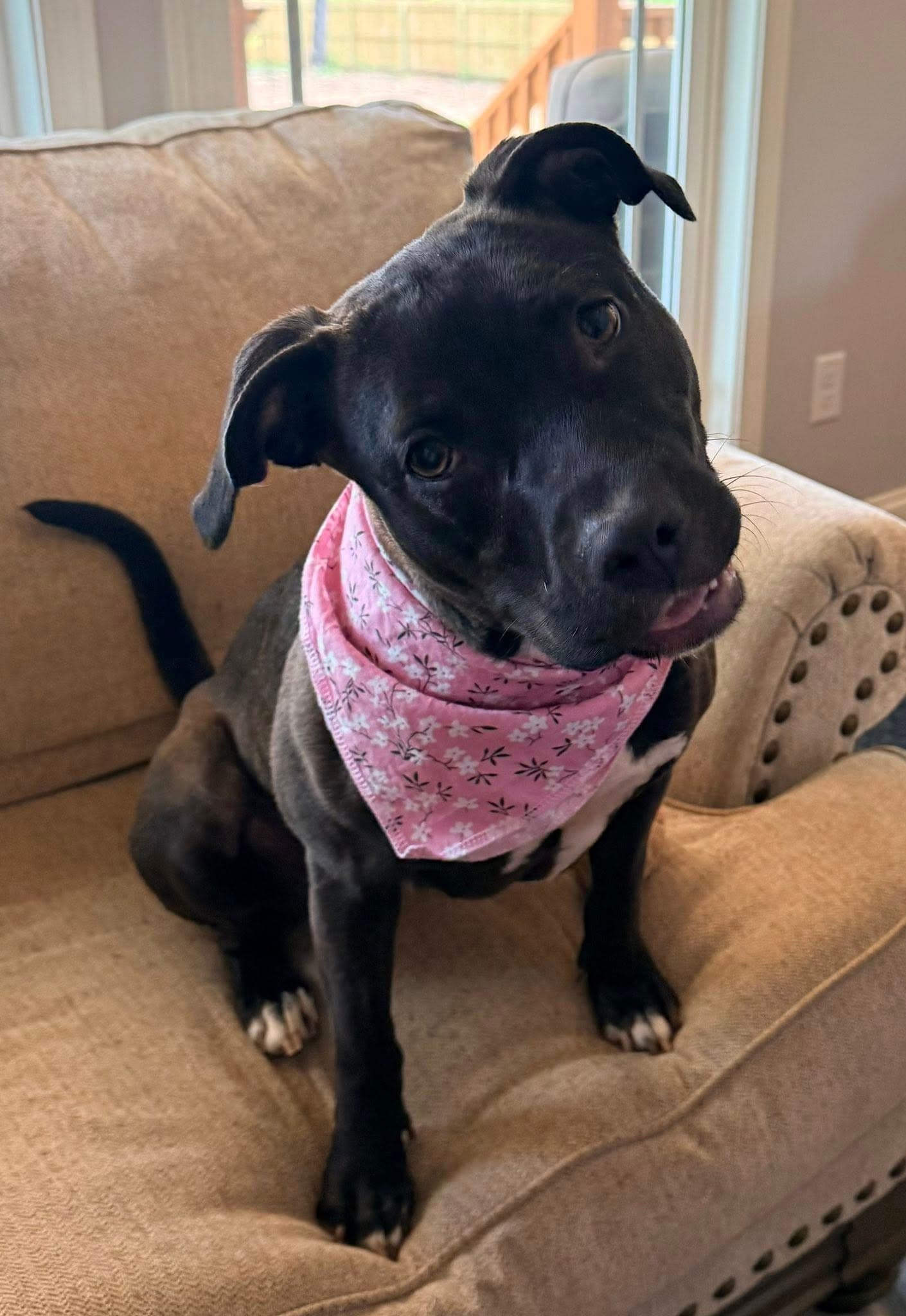 Roo - Terrier