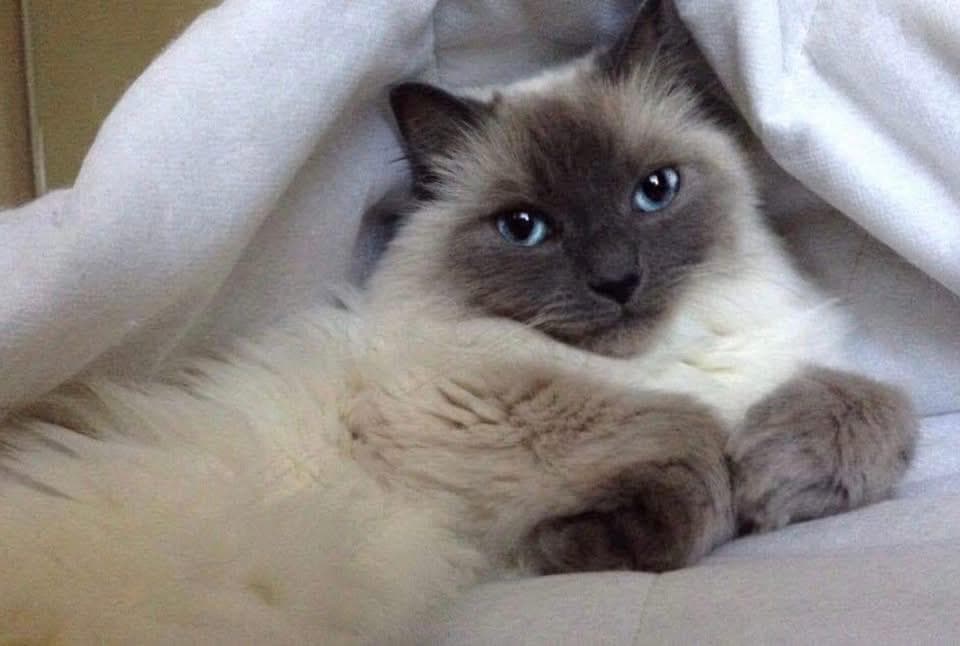 Enigma - Siamese