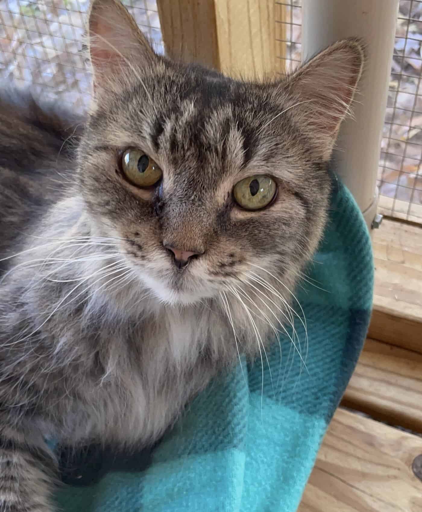 Misha - Domestic Long Hair