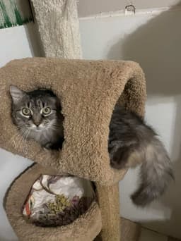 Misha image 3