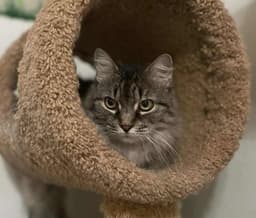 Misha image 4