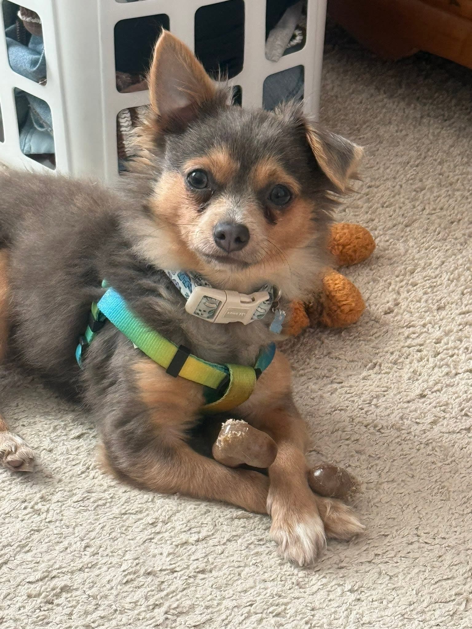 Crouton - Chihuahua