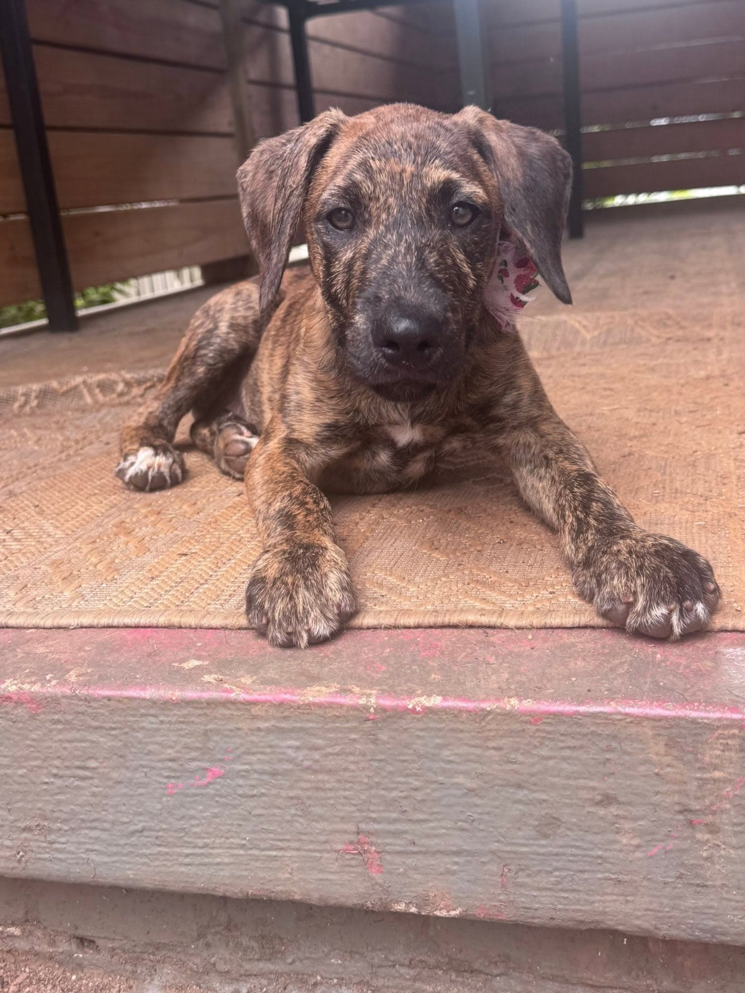 Bindi - Hound