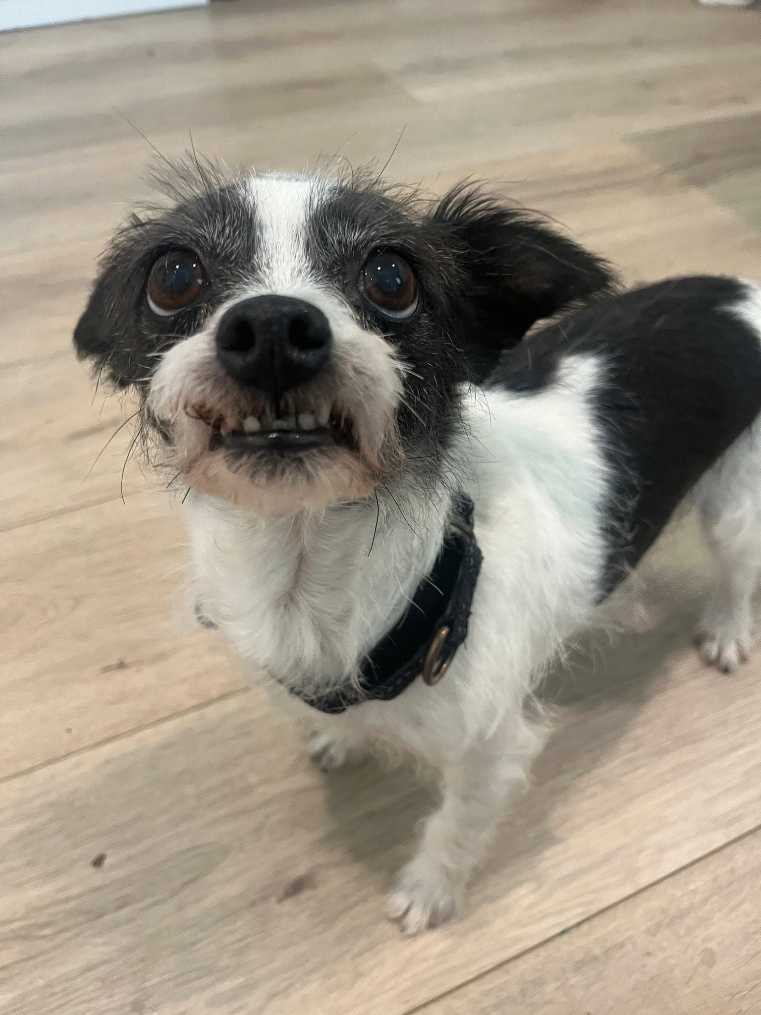 Laverne - Terrier