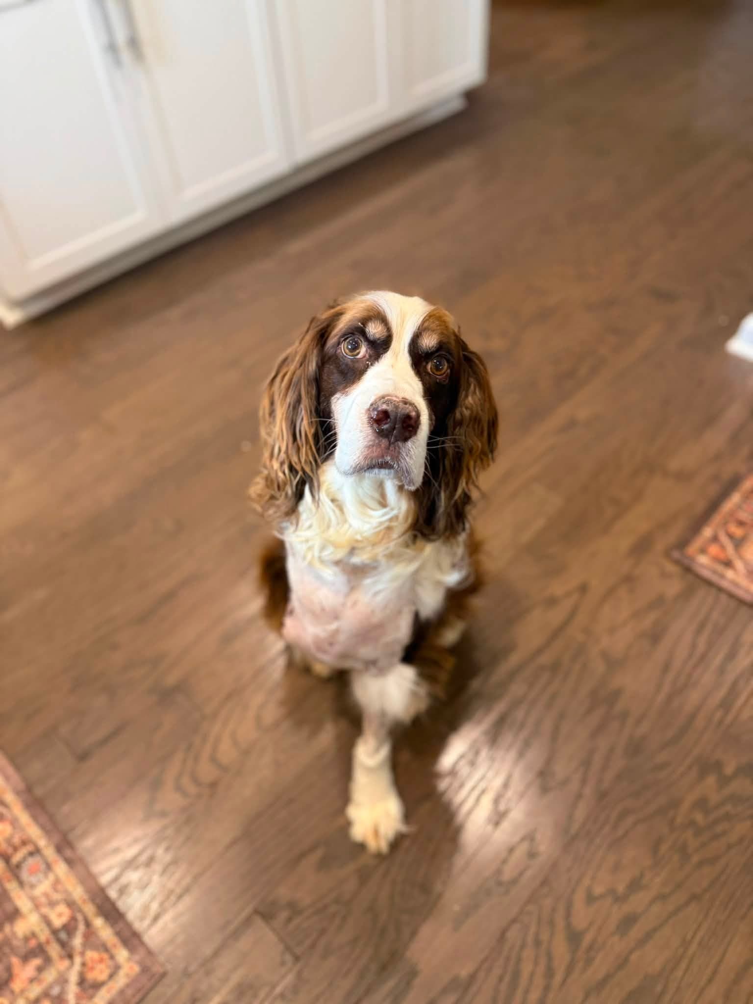 Browning - Springer Spaniel