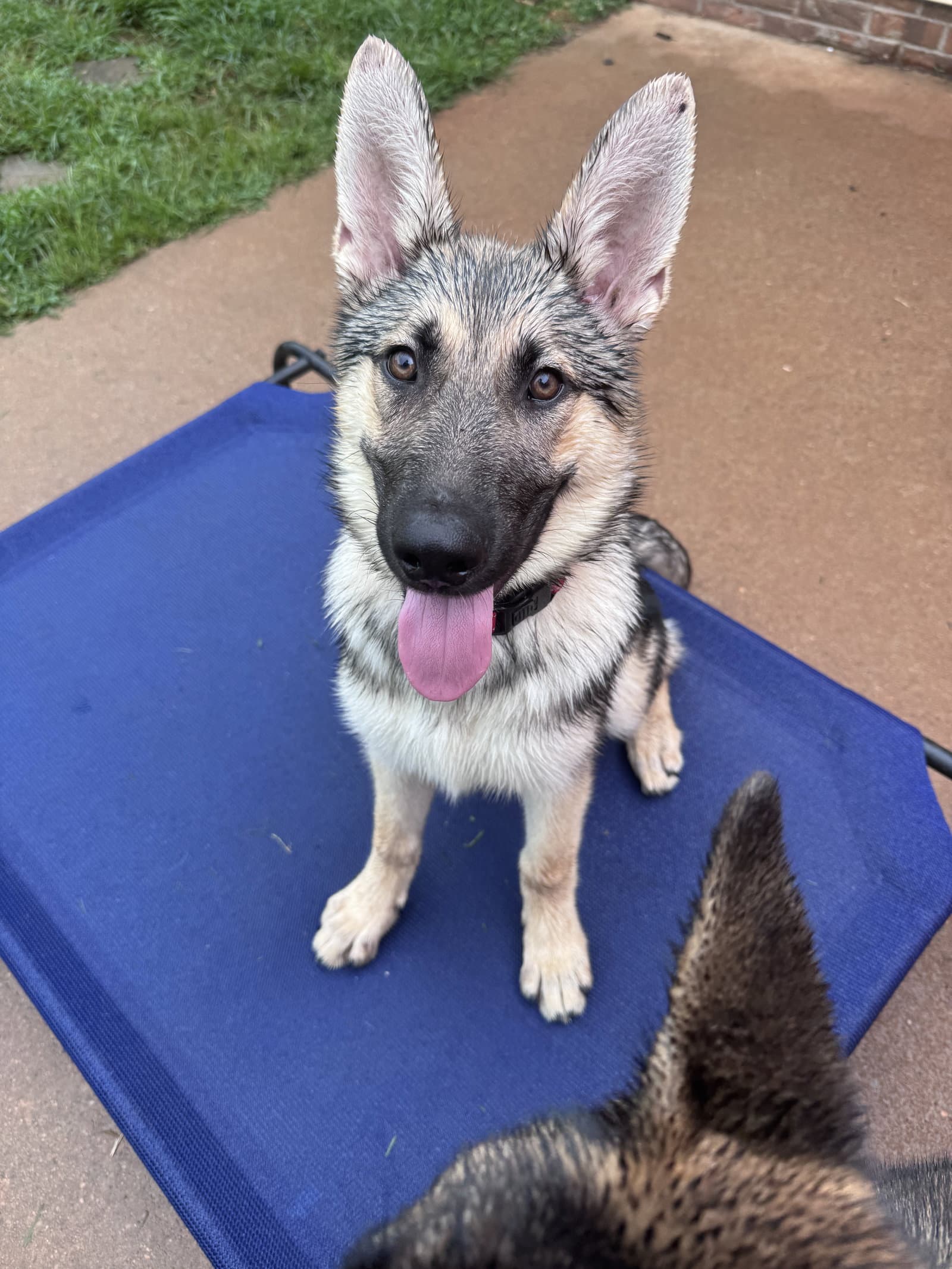Eggo - German Shepherd Dog