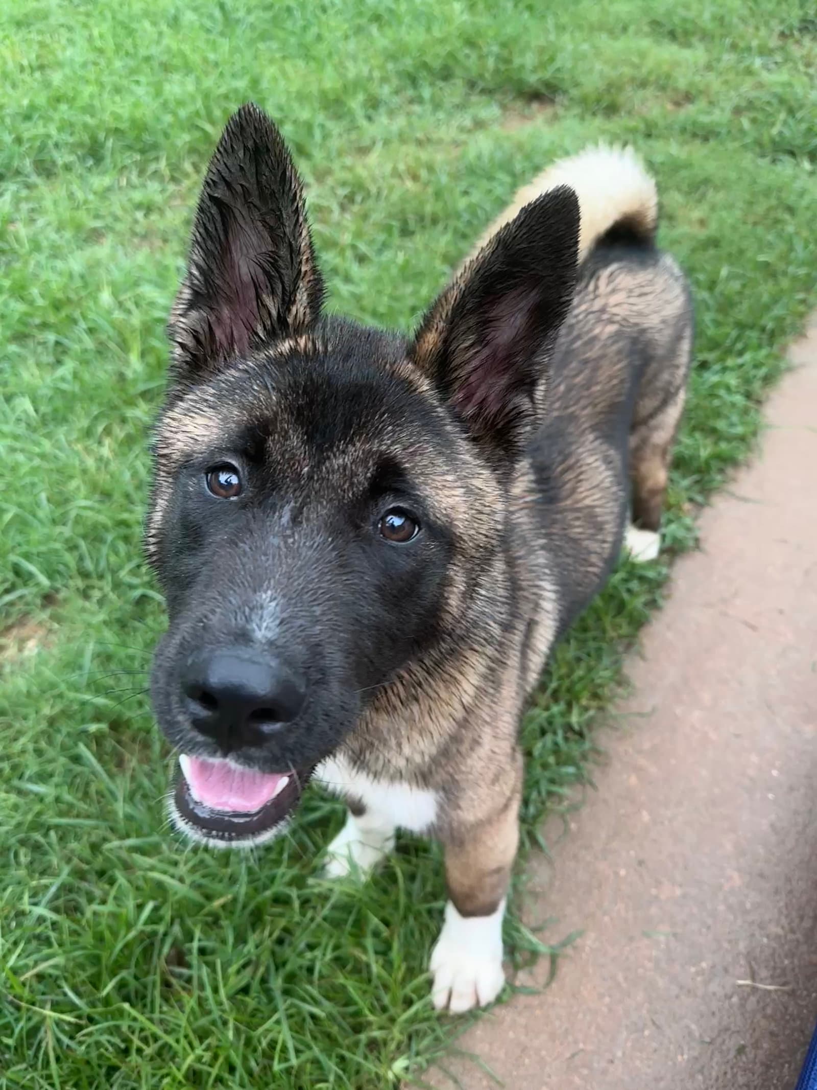 Jace - Akita