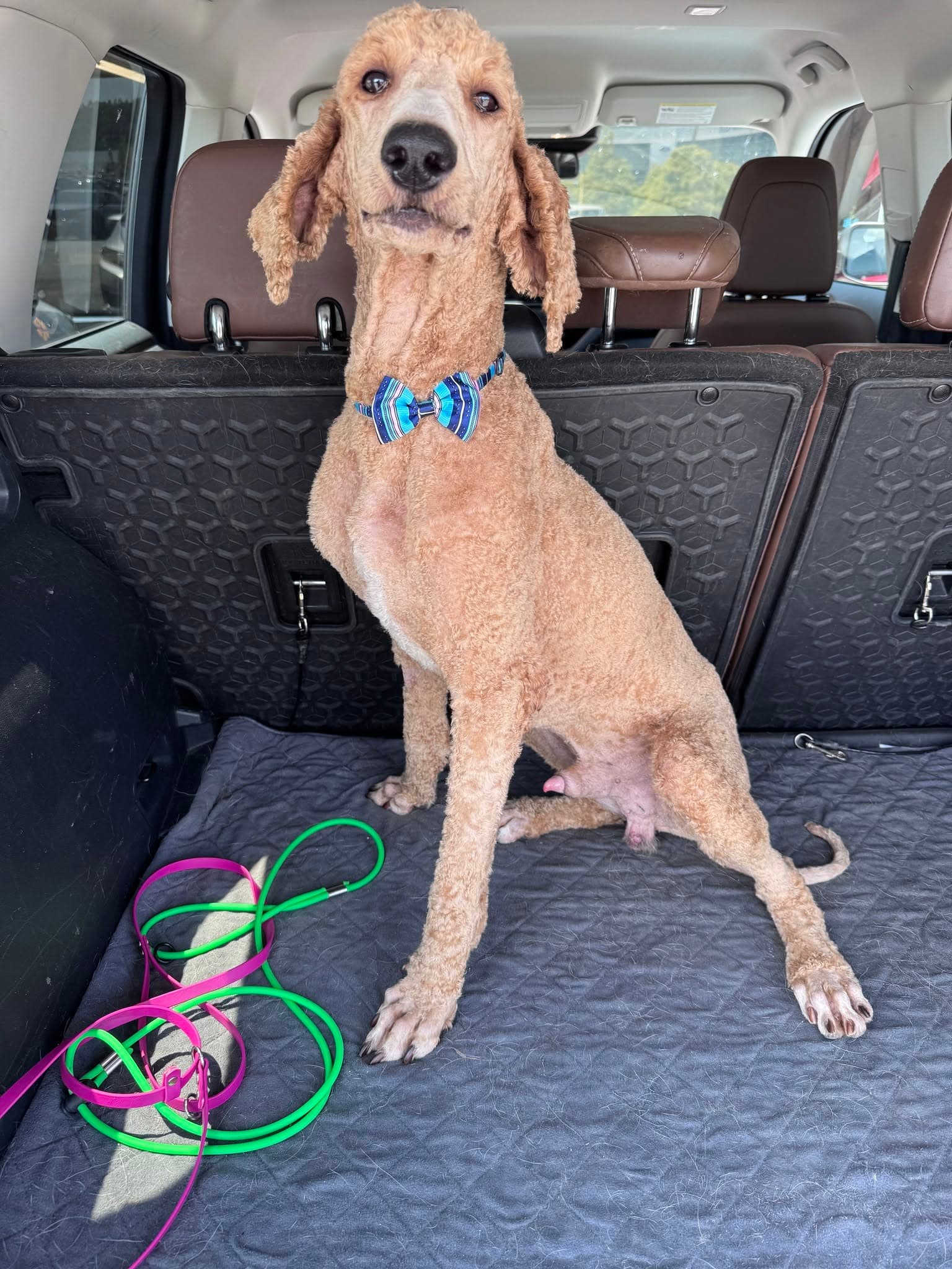 Captain Crunch - Poodle (Standard)