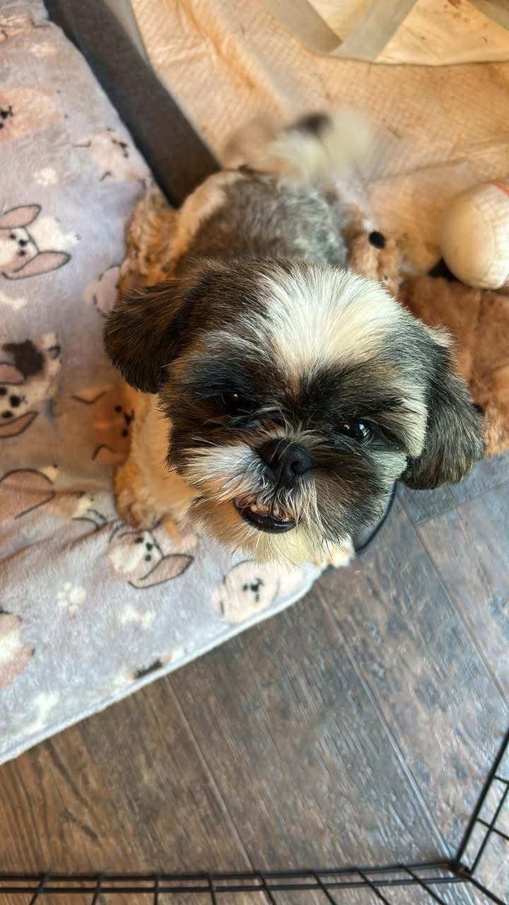 Bart - Shih Tzu