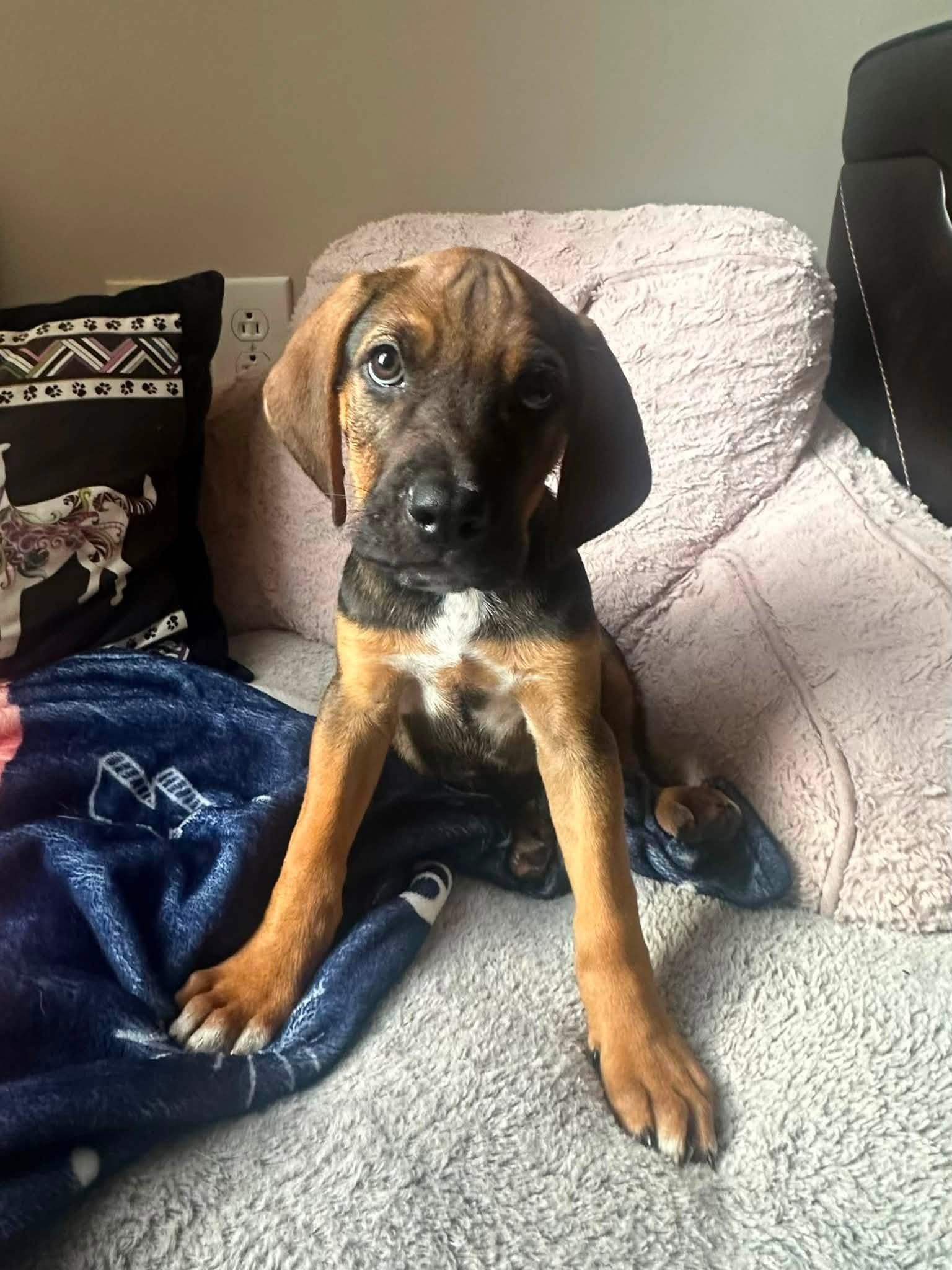 Timmy - Hound