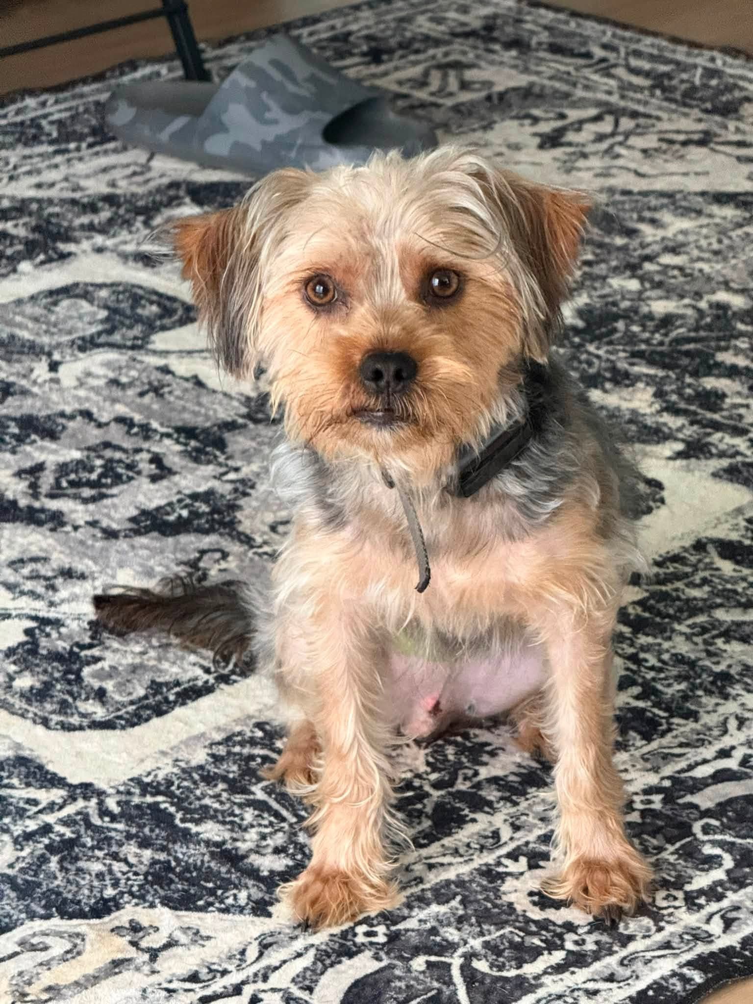 Ricky Bobby - Silky Terrier