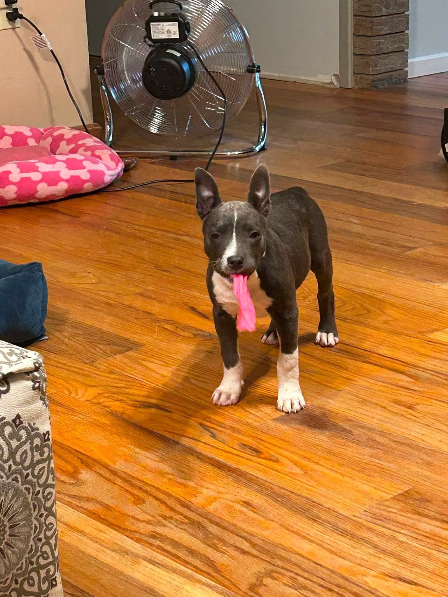Stoney - Terrier