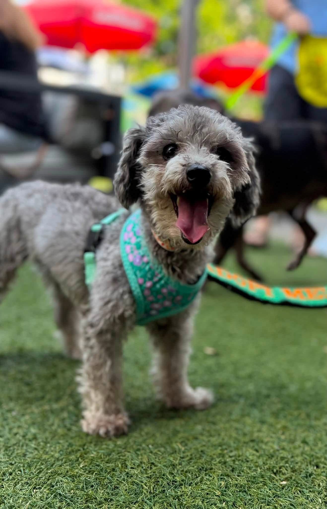 Lisa - Poodle (Miniature)