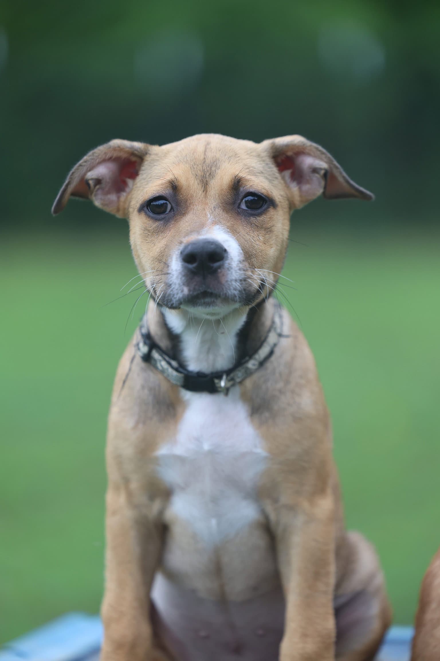 Chrusciki - Terrier