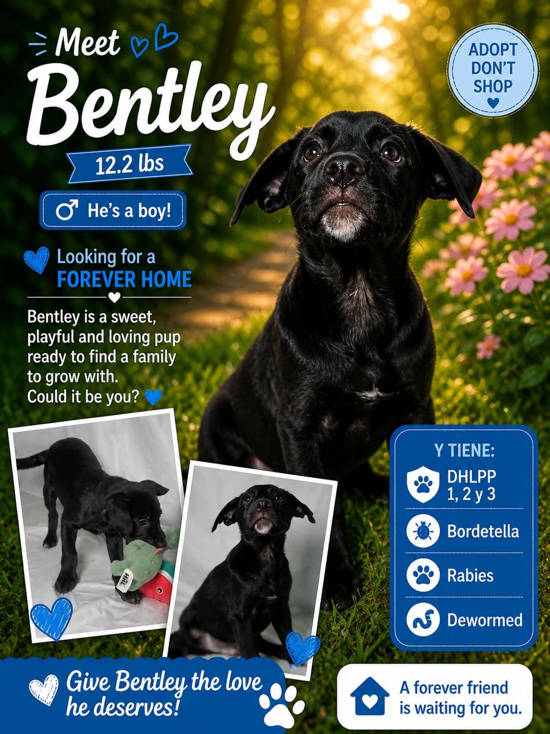 Bentley - Retriever