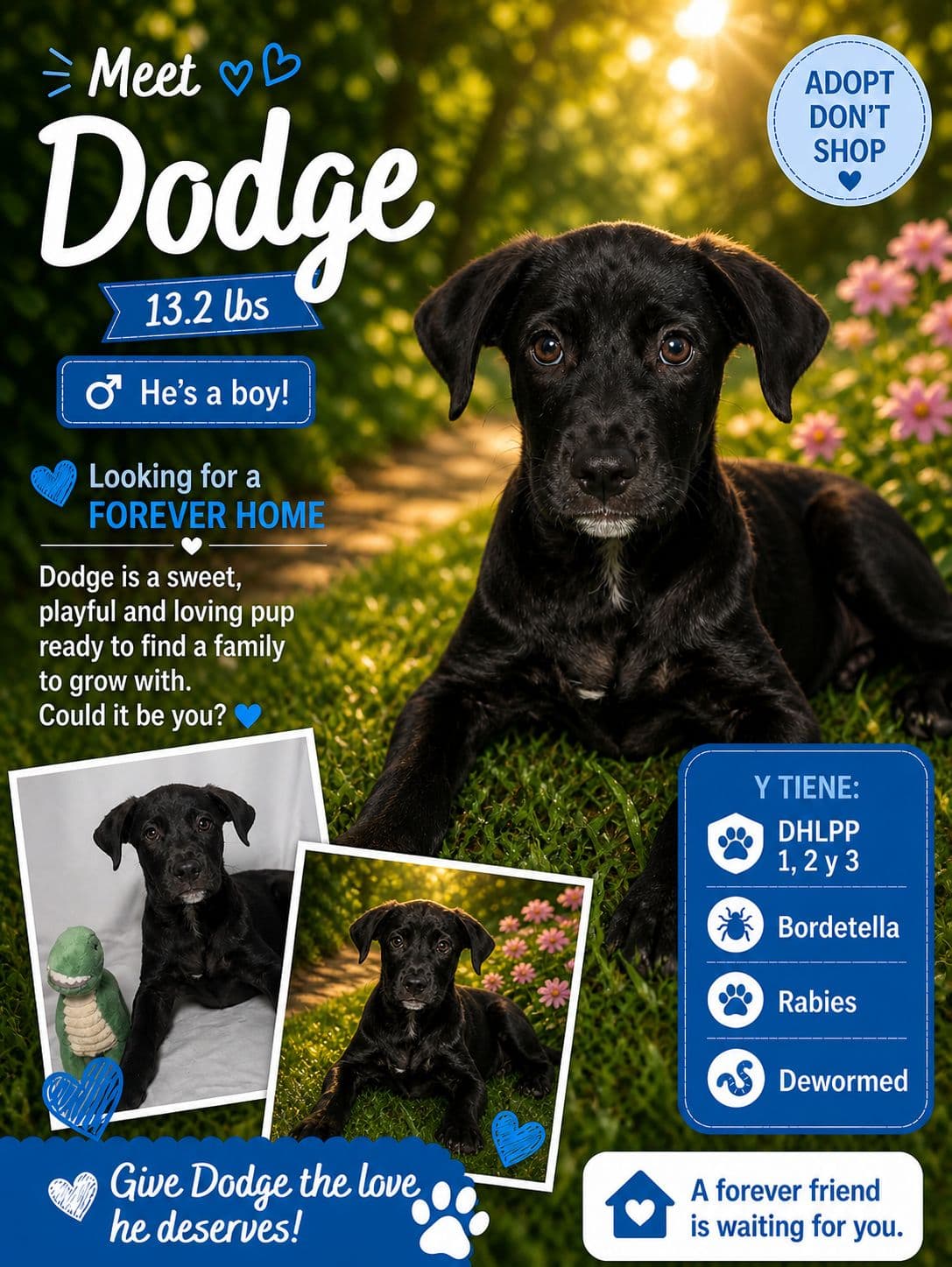 Dodge - Retriever