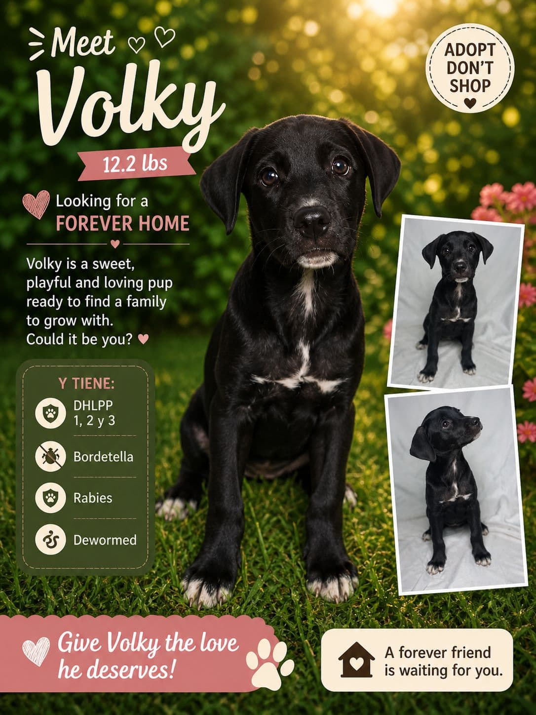 Volky - Retriever
