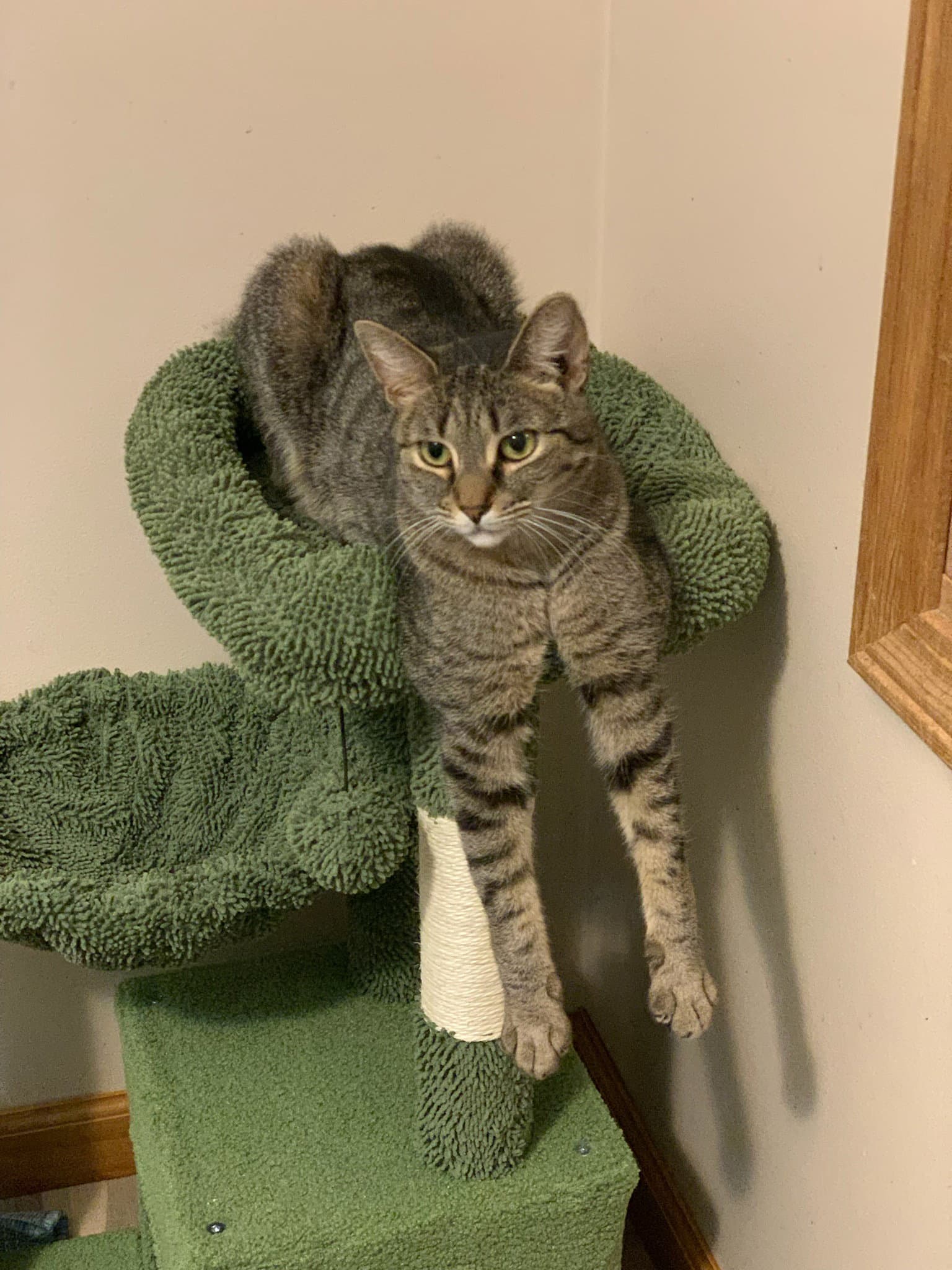 Raisin Bran  Adoption Fee - Domestic Short Hair
