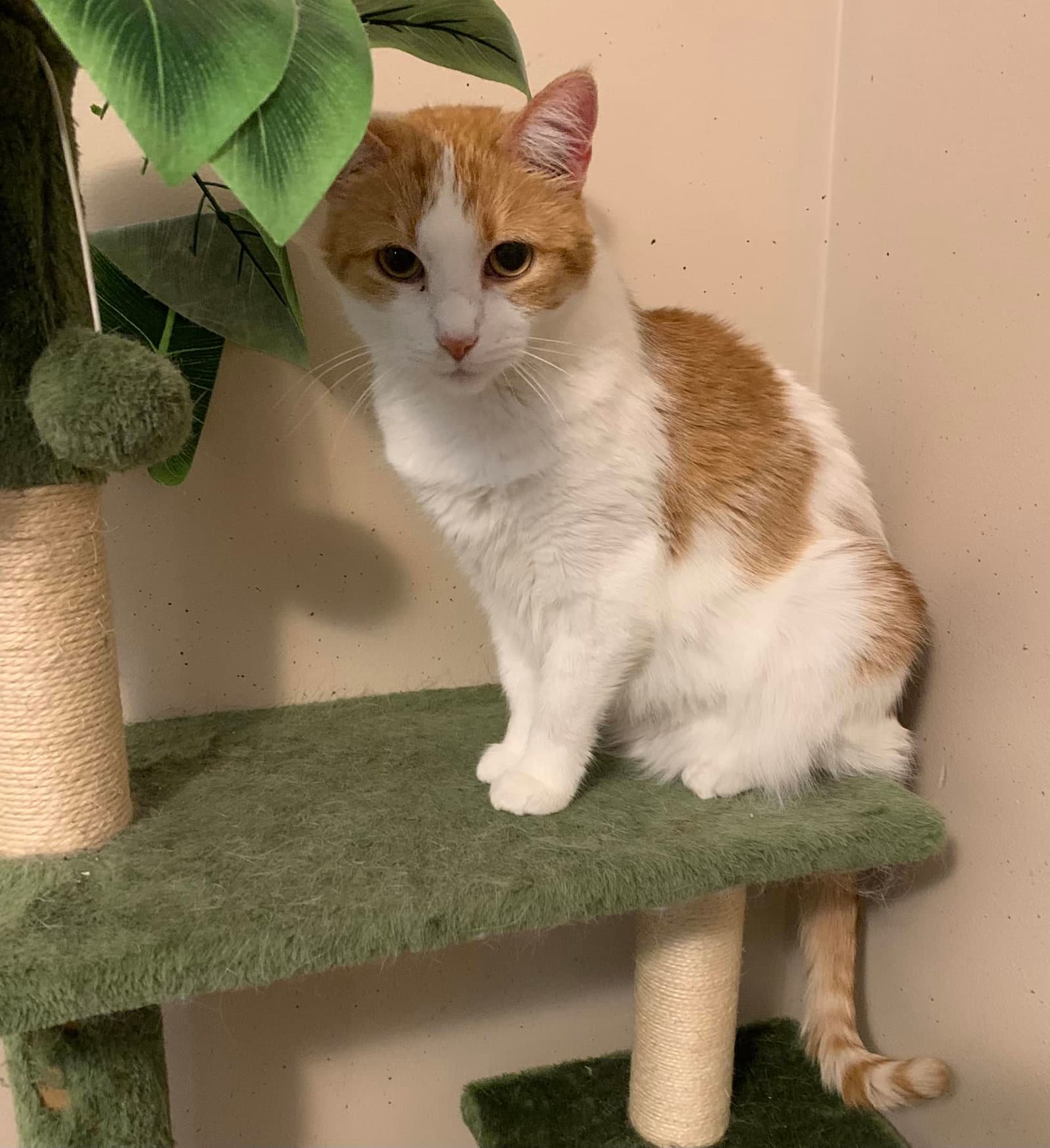 Penelope - Domestic Short Hair