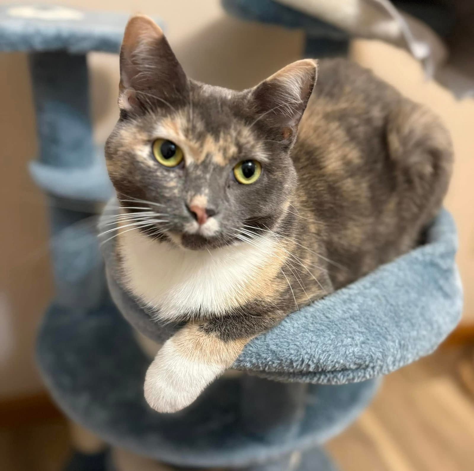 Strudel - Calico