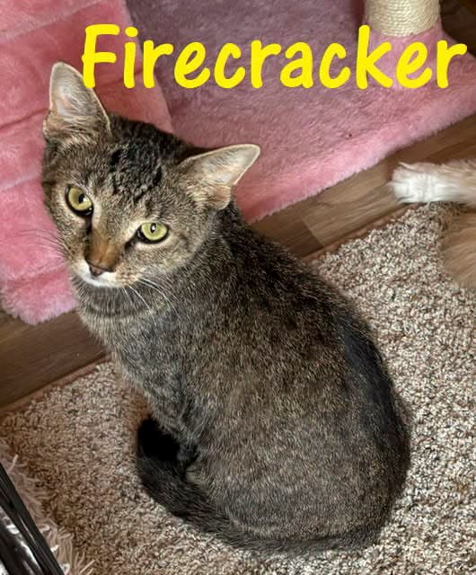 Firecracker - Domestic Short Hair