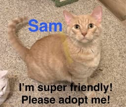 Sam image 2