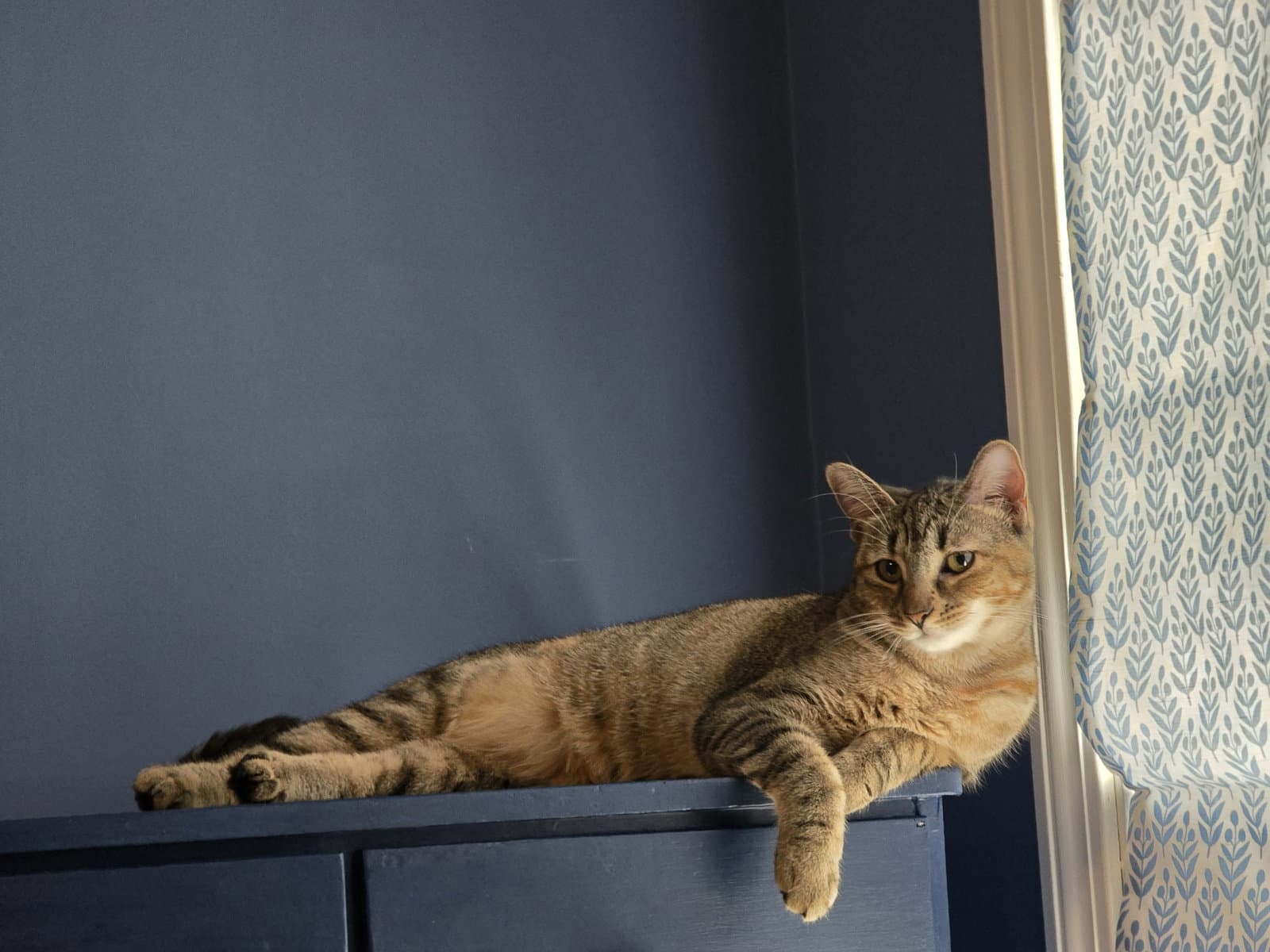 Febe - Domestic Short Hair
