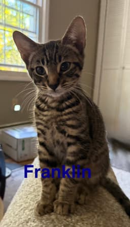 Franklin image 2
