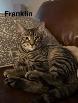 Franklin image 1