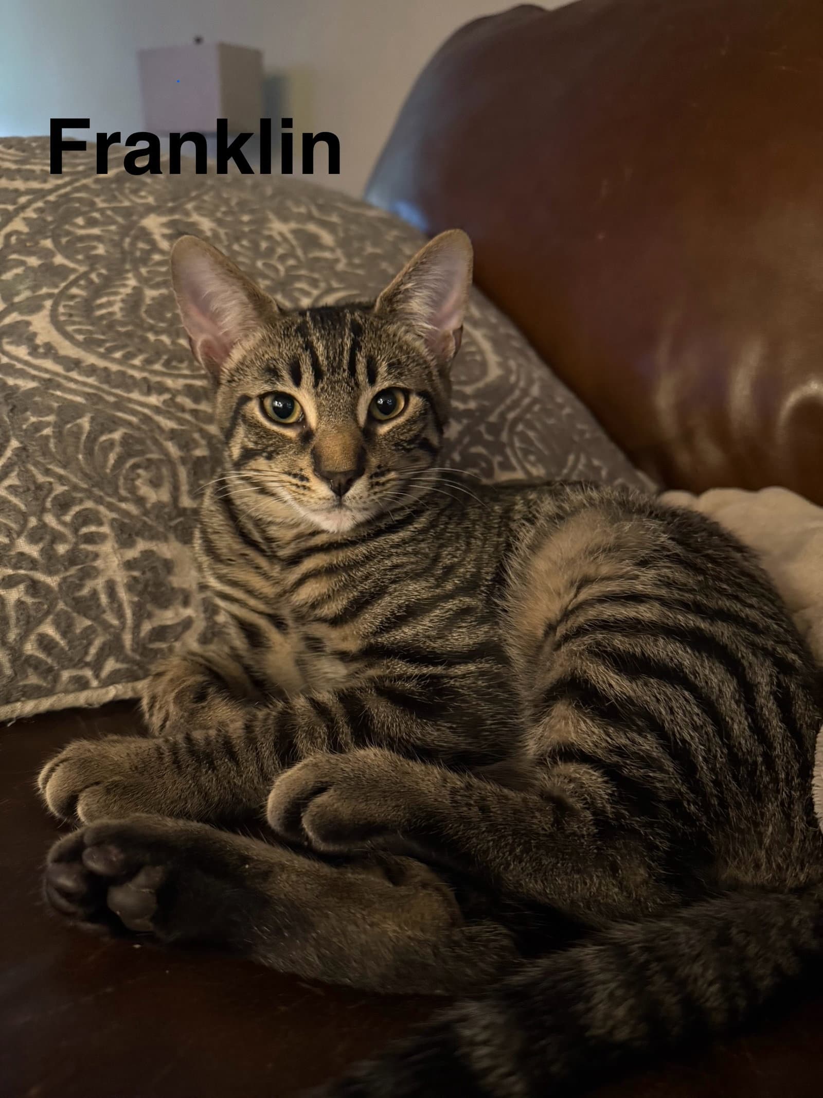 Franklin - Domestic Short Hair