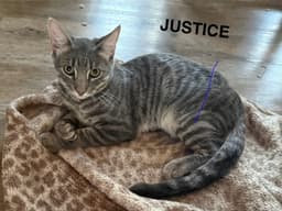 Justice image 1