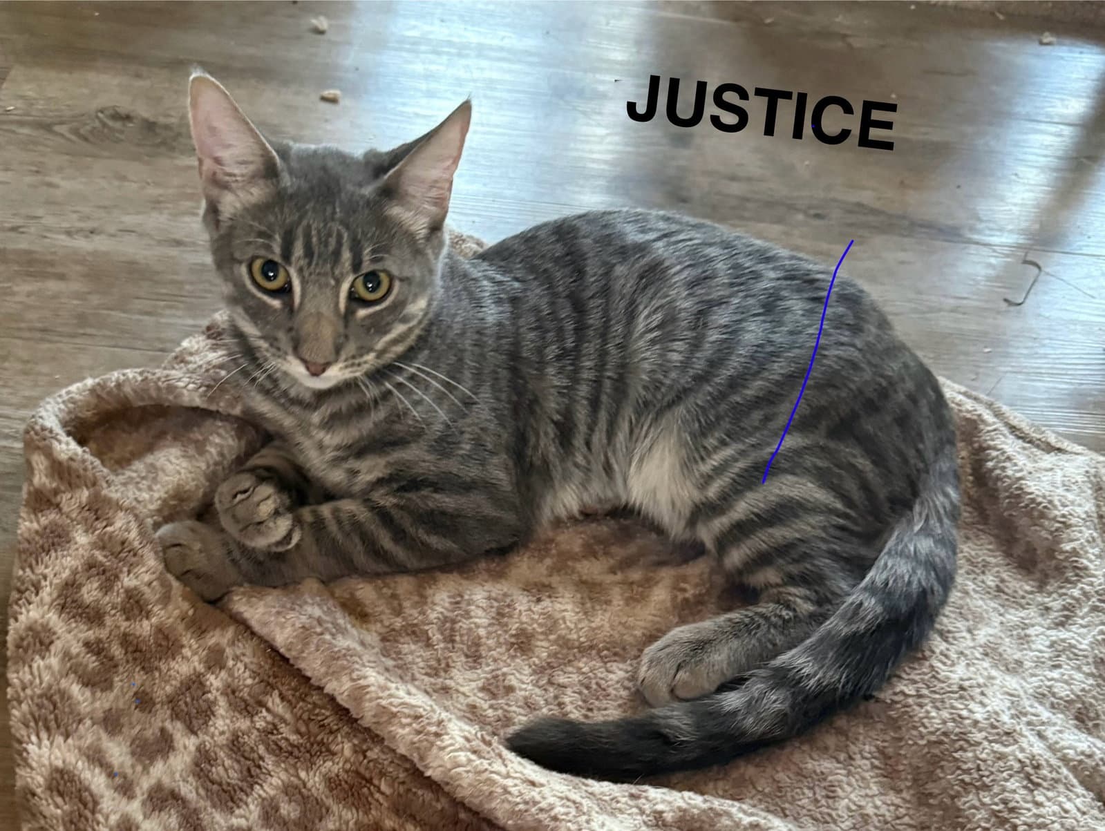 Justice - Domestic Short Hair