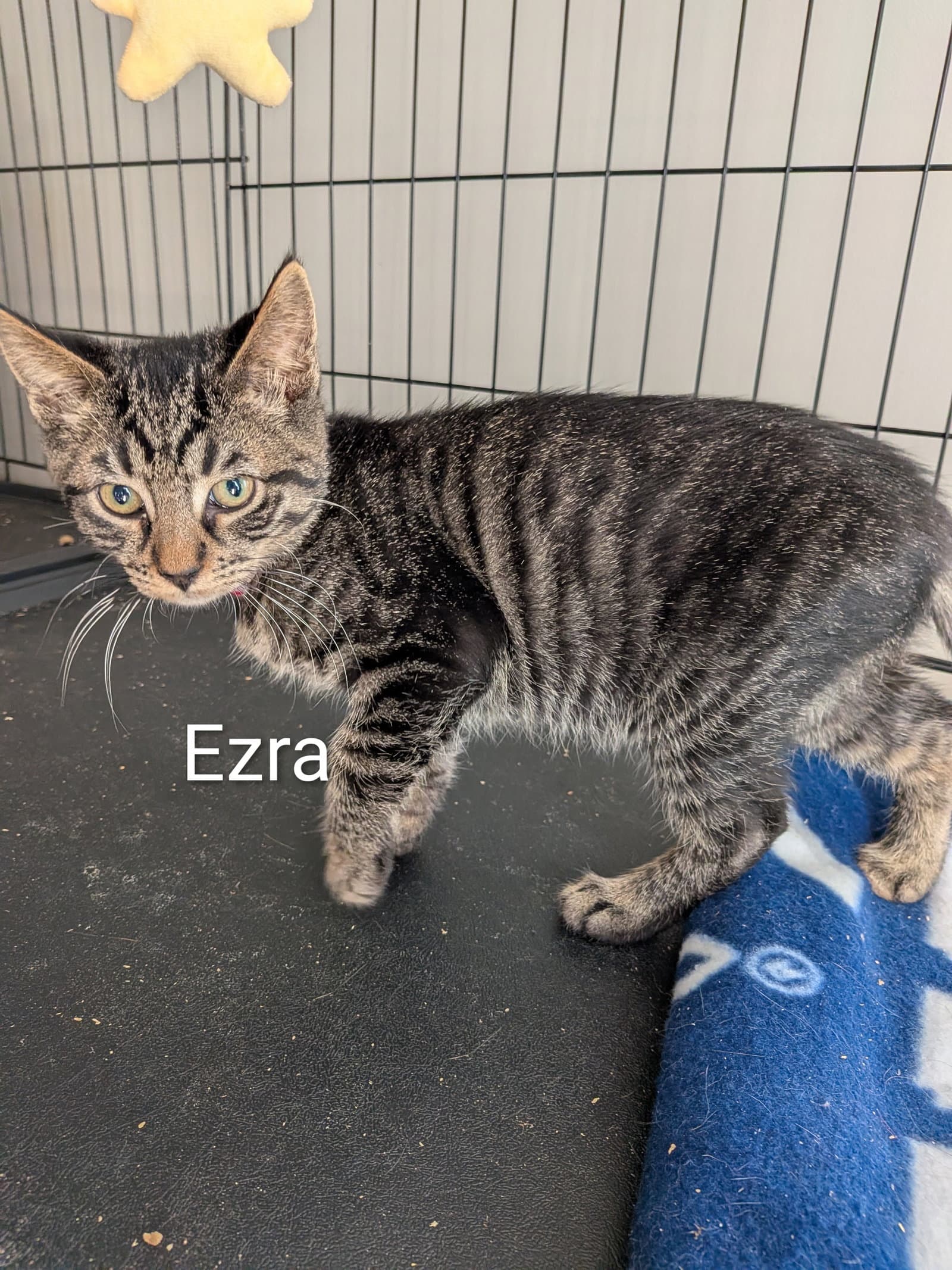 Ezra - Domestic Short Hair
