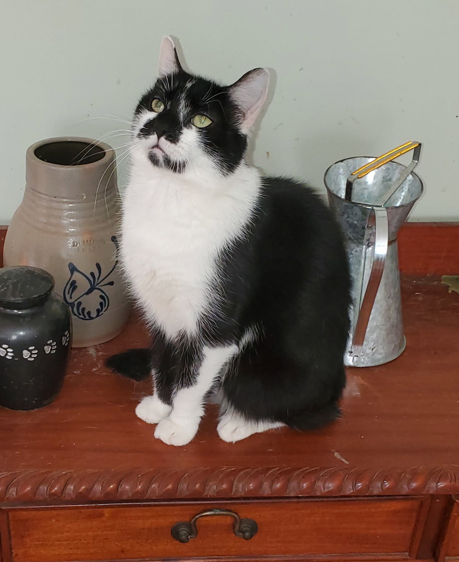 Adeline - Domestic Short Hair