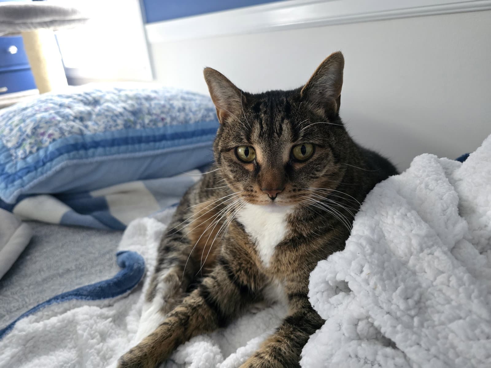 Phoebe - Domestic Short Hair