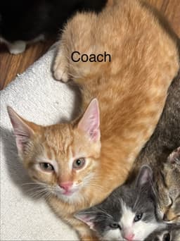 Coach image 1