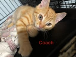 Coach image 2