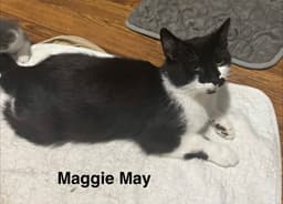 Maggie May image 1