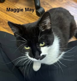 Maggie May image 3