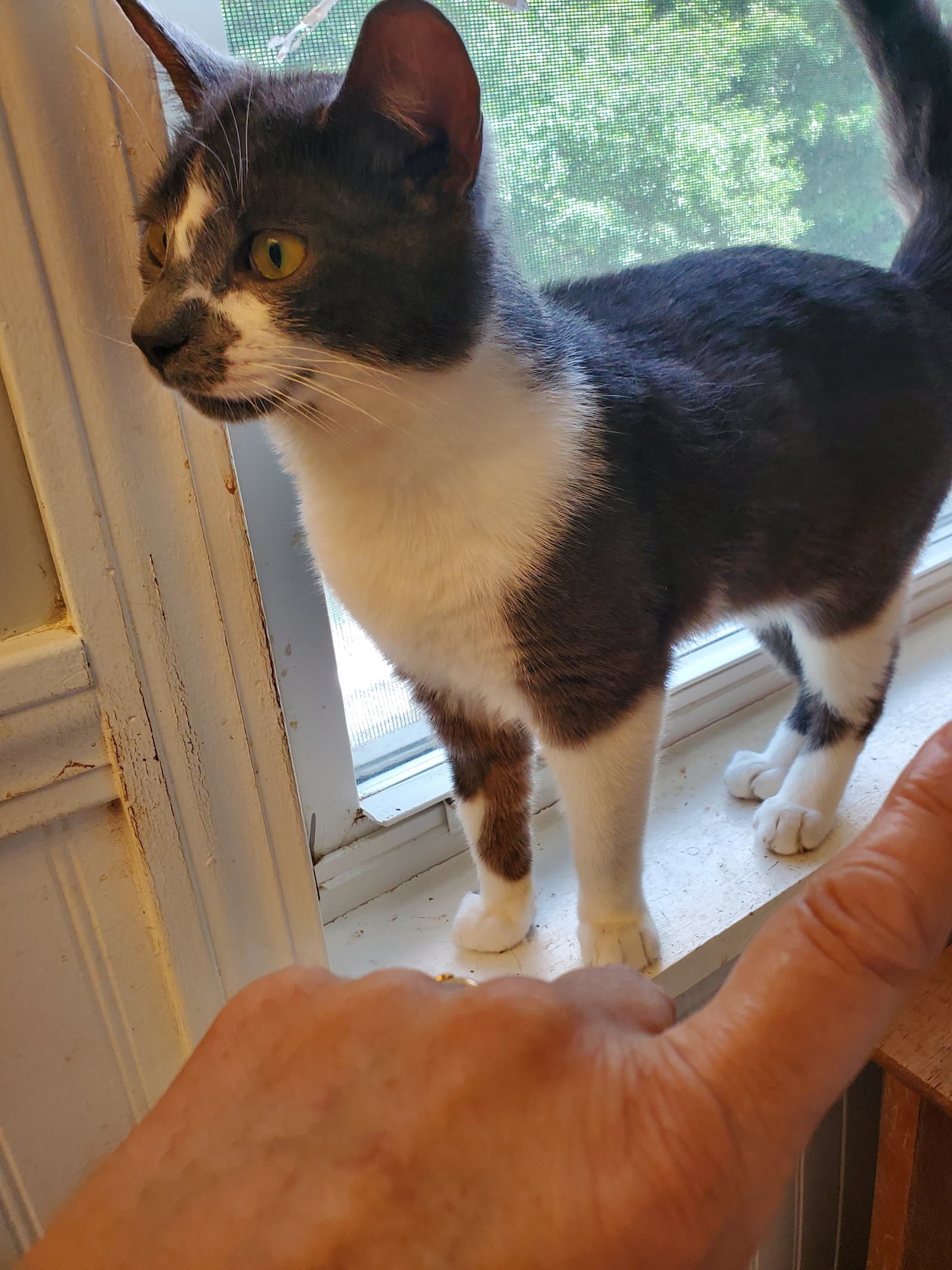 Marco - Domestic Short Hair