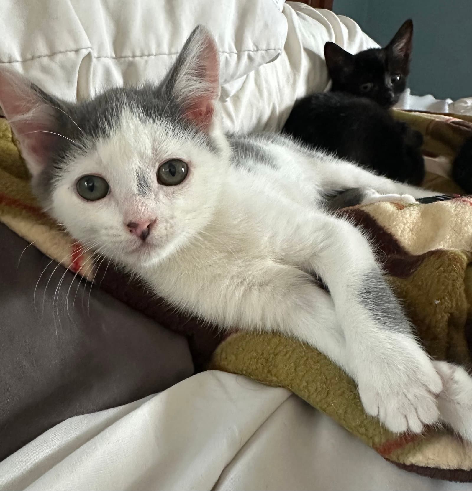 Tobias - Domestic Short Hair