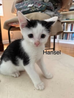 Hansel image 1